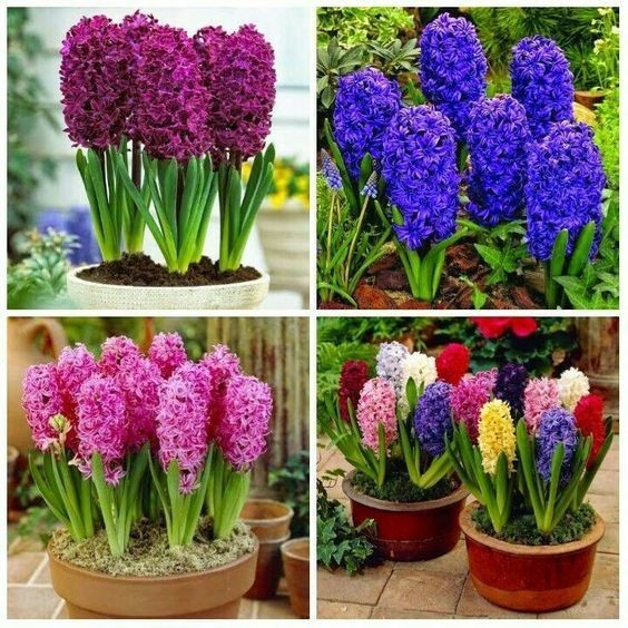 Sementes Jacinto sortidos mix de especies com manual de cultivo Premium em Oferta na Shopee