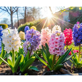 100 sements de flor jacinto originais sortidas pra fazer plantas novas gt Premium em Oferta na Shopee