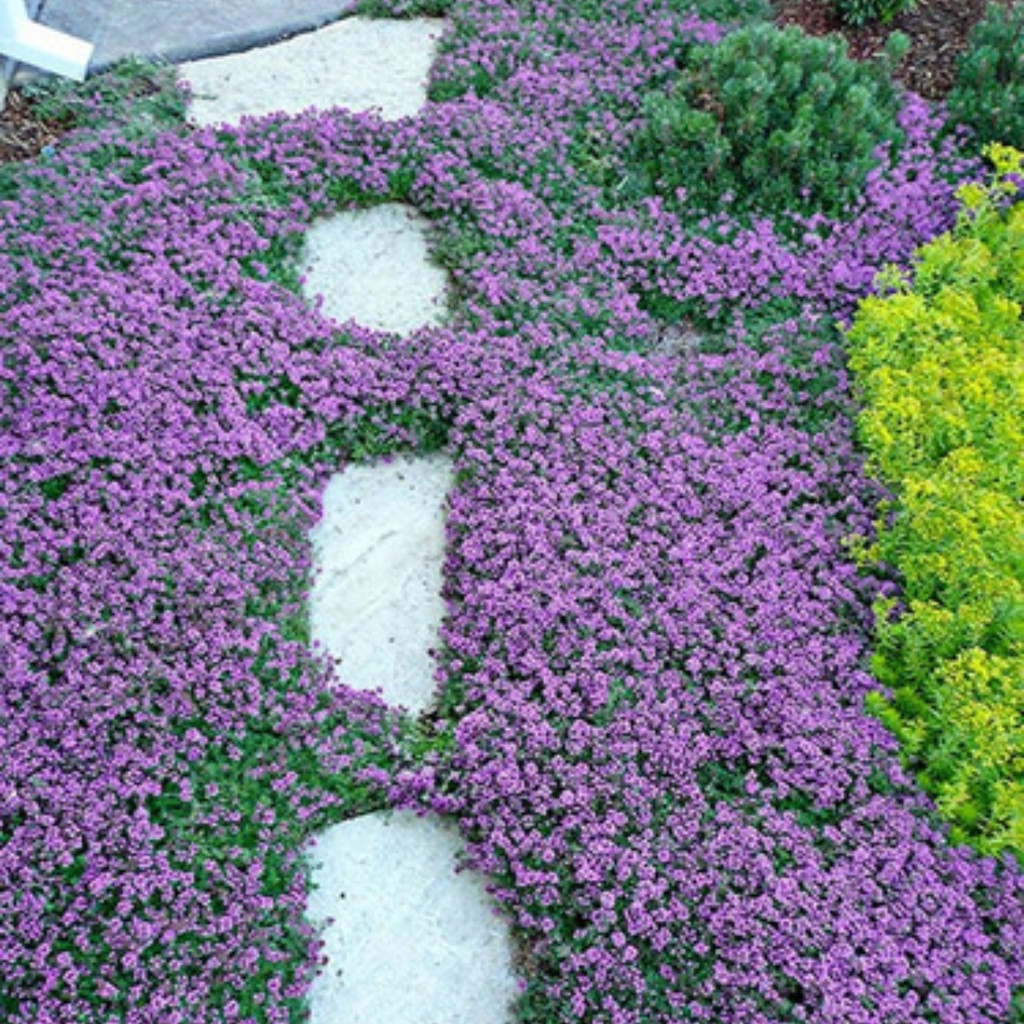 PROMOÇÃO Grama Roxa Thymus Tomilho 1000 Sementes Para Mudas Premium + MANUAL DE CULTIVO