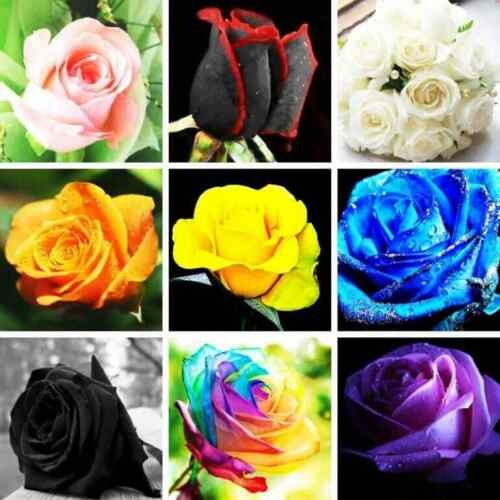 Sementes de Flor Rosa Rara 200-500 Un Cores Variadas para Jardim Vasos Decoração Fácil Cultivo