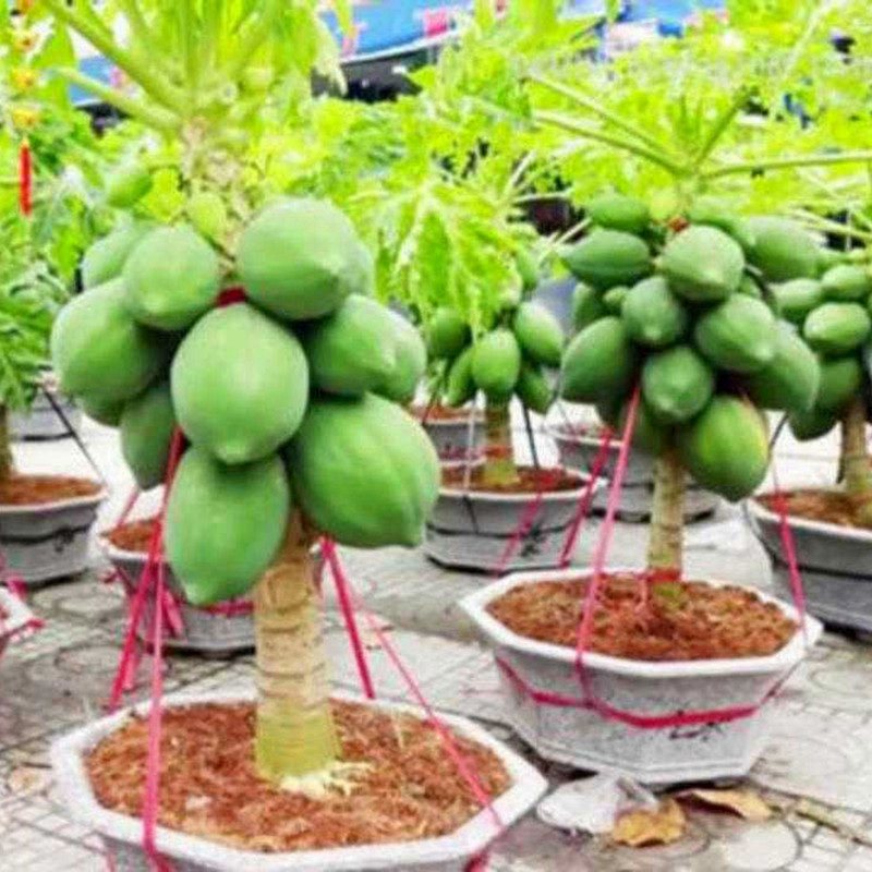 Sementes de Mamão Anão Doce para Plantio 200/500 Unidades | Fruta Comestível, Árvore Frutífera, Horta e Jardim