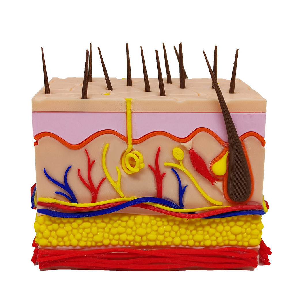 O que é Anatomia Humana 3d? Guia e Onde Comprar | BuscaProdutos