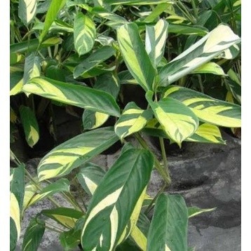 100 sements maranta brasil com manual de cultivo h