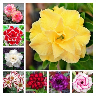 1000 Sementes Raras Rosa do Deserto Adenium Obesum Fácil Germinação Planta Ornamental Jardim Bonsai
