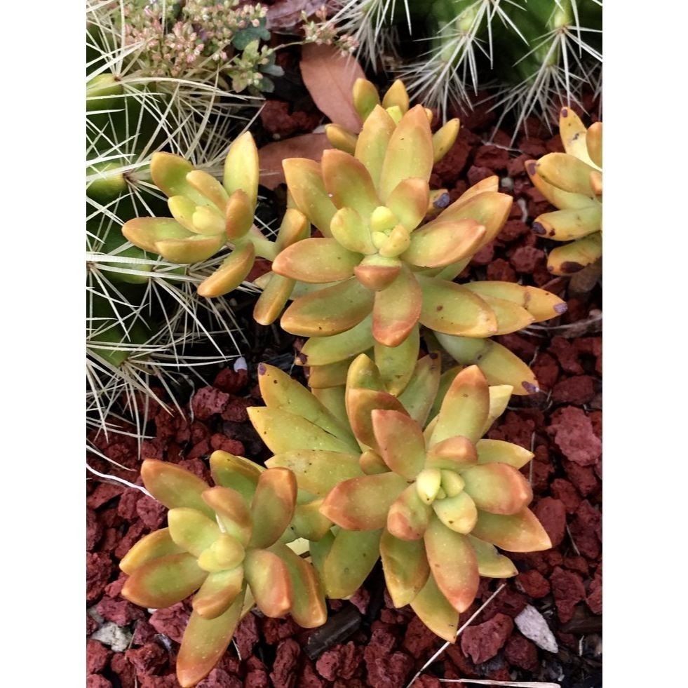 100 sementes suculenta Haworthia cuspidata com manual de cultivo pronta entrega envio em 24h I