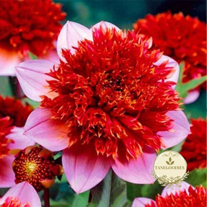 Bulbo Flor Dália: Onde Comprar | BuscaProdutos