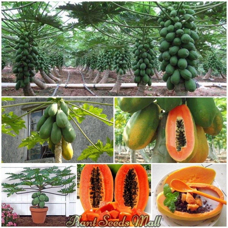 Sementes de Mamão Anão Híbrido 200/500 unidades p/ plantio | Frutífera Bonsai Jardim Quintal Alta Germinação