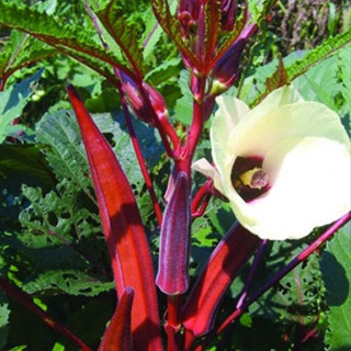 100 sements quiabo vinagre vermelho com manual de cultivo em Oferta na Shopee