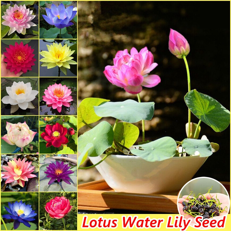 Sementes de Lótus Raras 200-500 Unidades 6 Variedades Planta Aquática para Jardim Hidropônico Bonsai Fácil de Cultivar