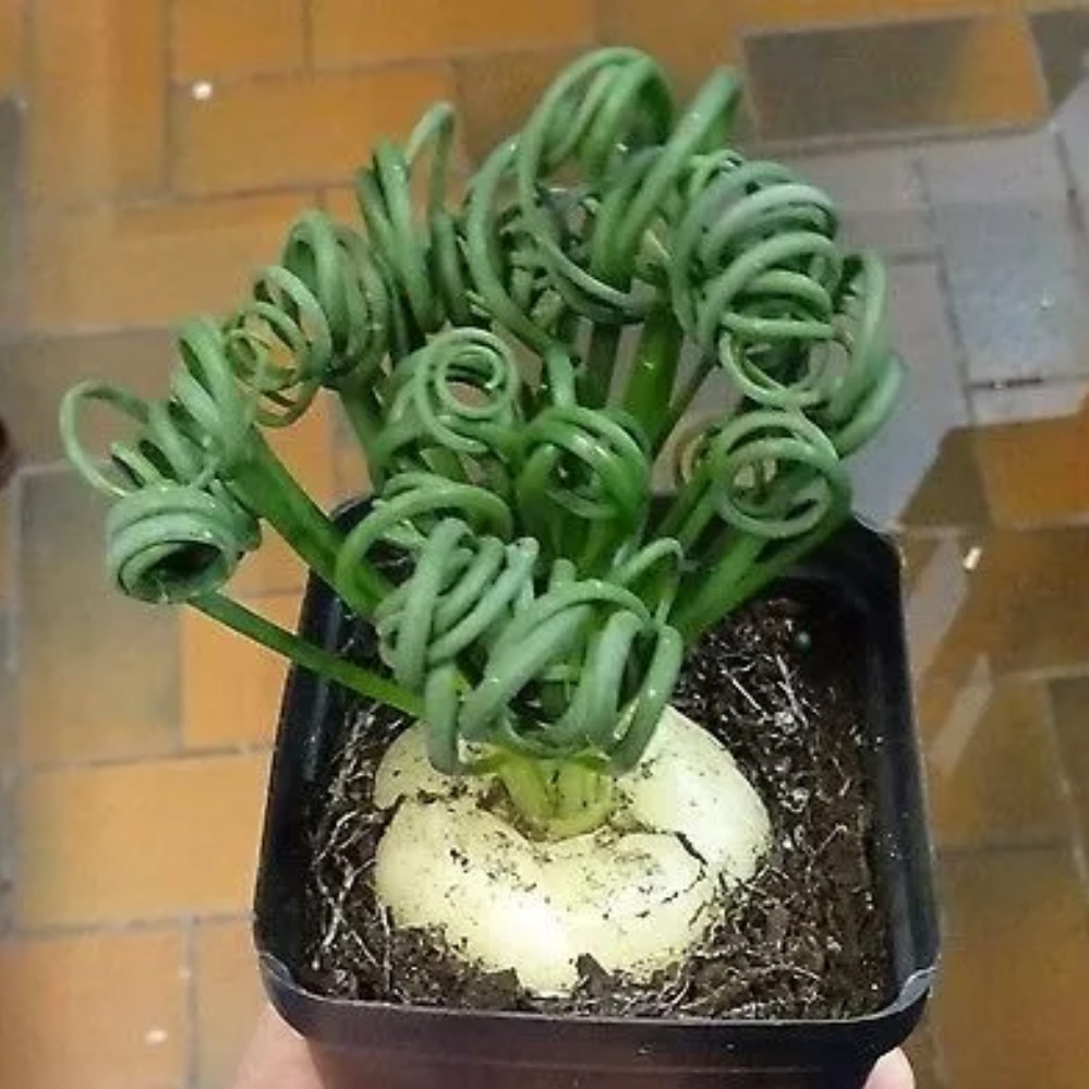 5 Sementes Suculenta Albuca Spiralis Envio Rapido P/ Mudas top