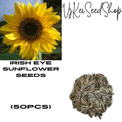 Sementes de Girassol Olho Irlandês (50pcs)