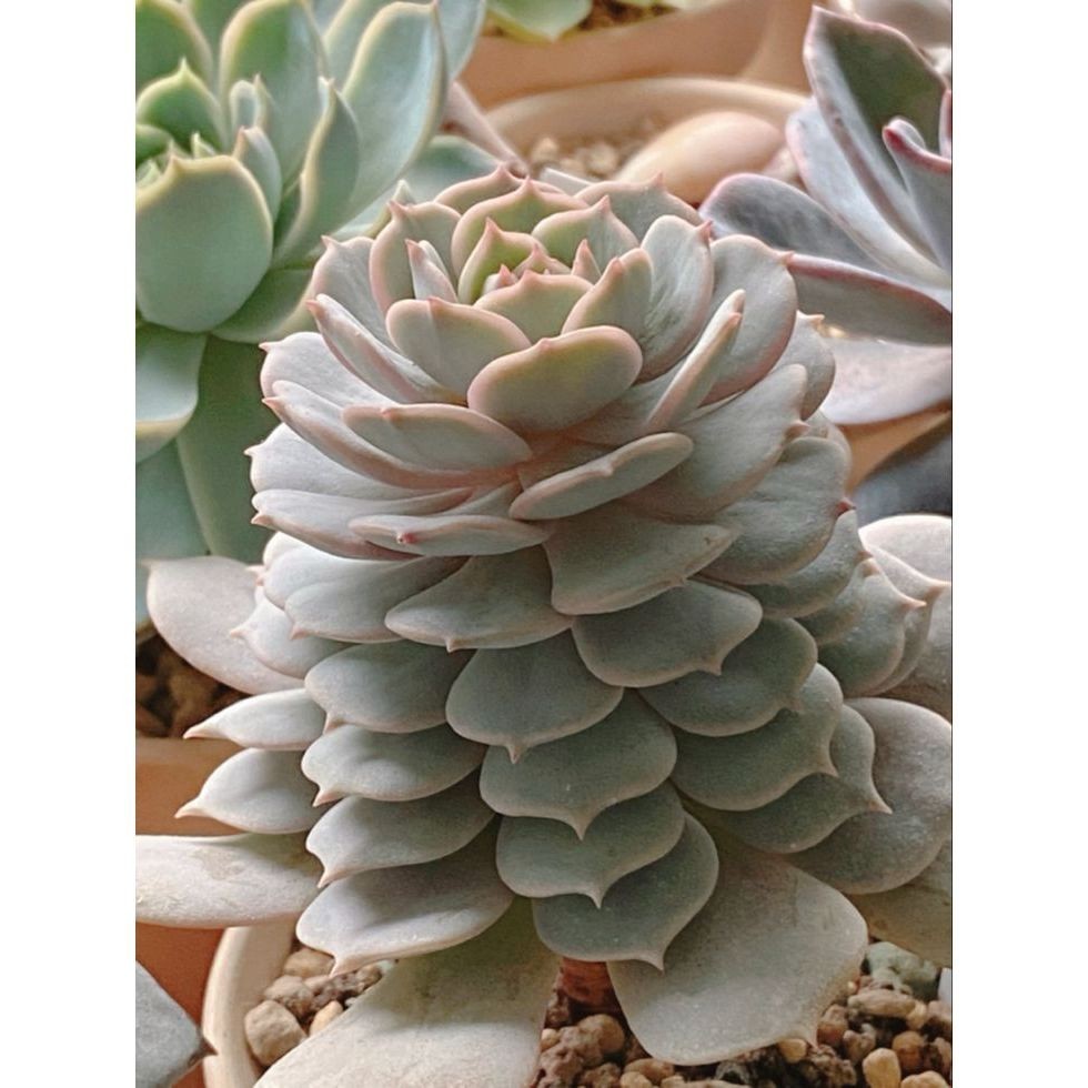 100 sementes suculenta Fockea multifolia com manual de cultivo pronta entrega envio em 24h I