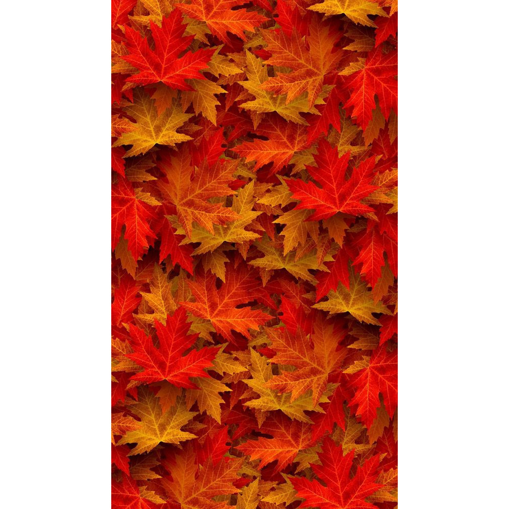 100 sements pinhiero vermelho canadense com manual de cultivo h