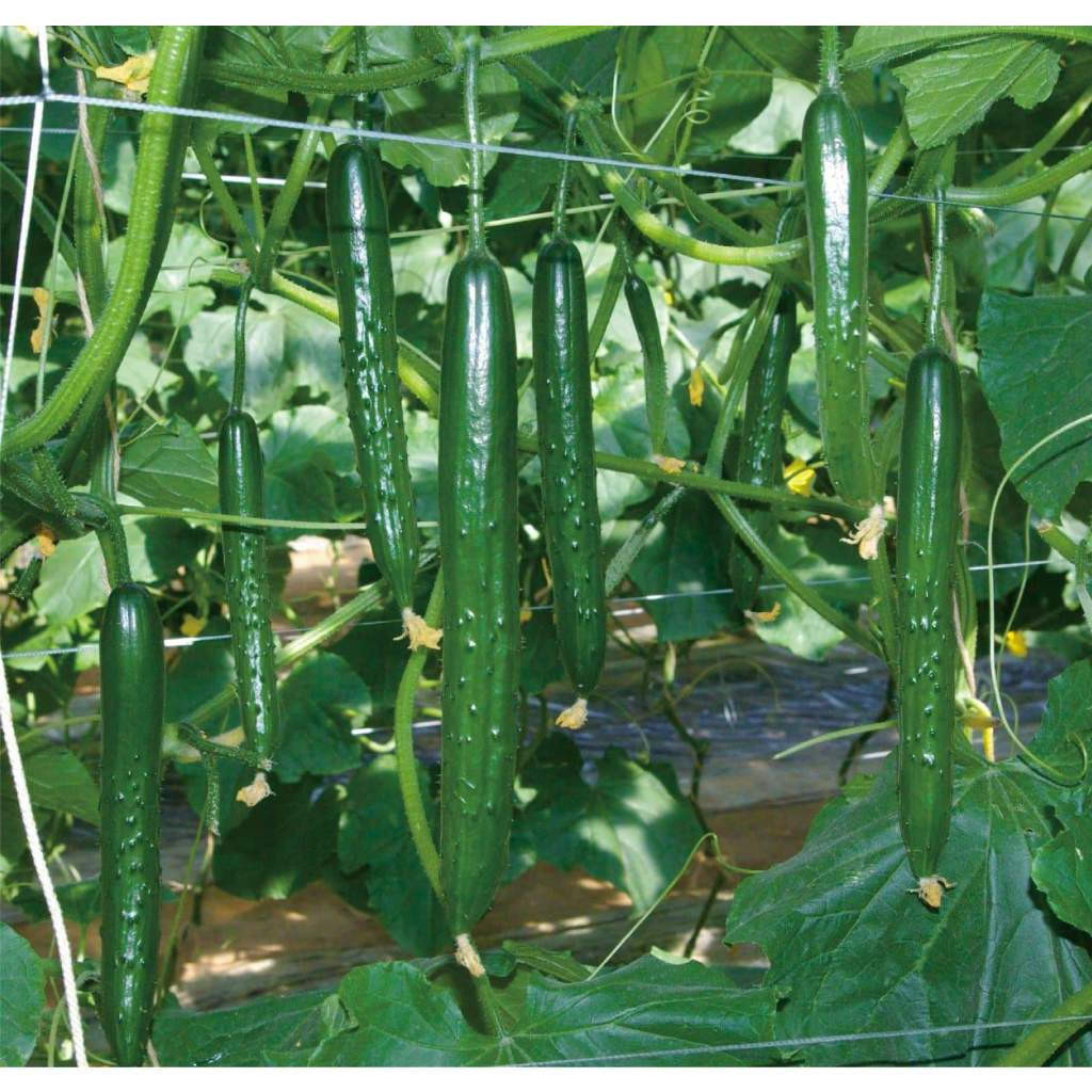 Sementes de Pepino Japonês Verde Longo OPV (200-500 Cápsulas) Para Plantio Hortaliça Alta Germinação