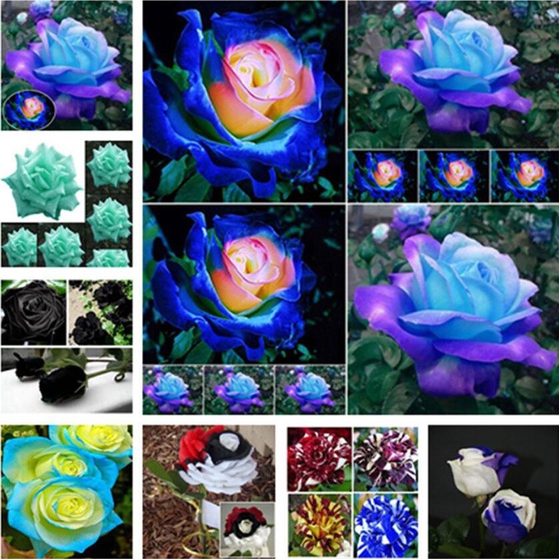 pcs/saco Mistura Aleatória de Plantas de Rosas em Vaso Flores 200 500 Sementes DIY Jardim Doméstico Plantas Raras à Vend
