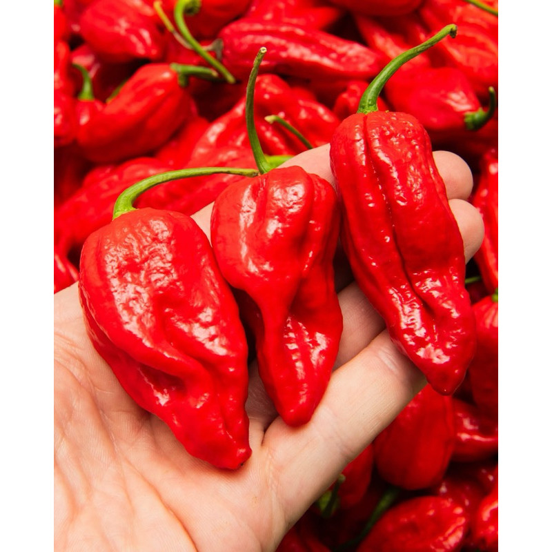 Sementes de Pimenta Naga Morich Importada 200/500 Unidades Super Picante para Plantio Hortas e Vasos