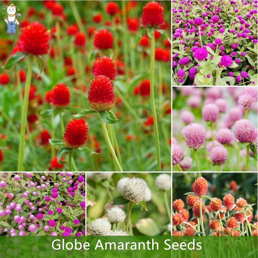 Sementes Gomphrena Globosa (Amaranto Globo) Mix de Cores 200-500 Un | Flor Ornamental p/ Jardim Vaso Canteiro