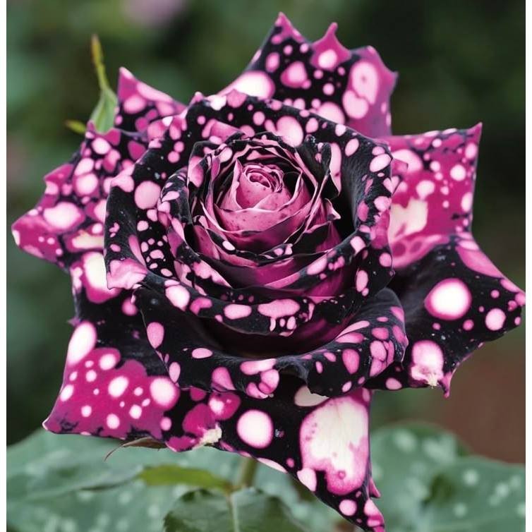 Rosa damascena (Rosa de Damasco) - 100 sementes com manual de cultivo pronta entrega envio em 24h II
