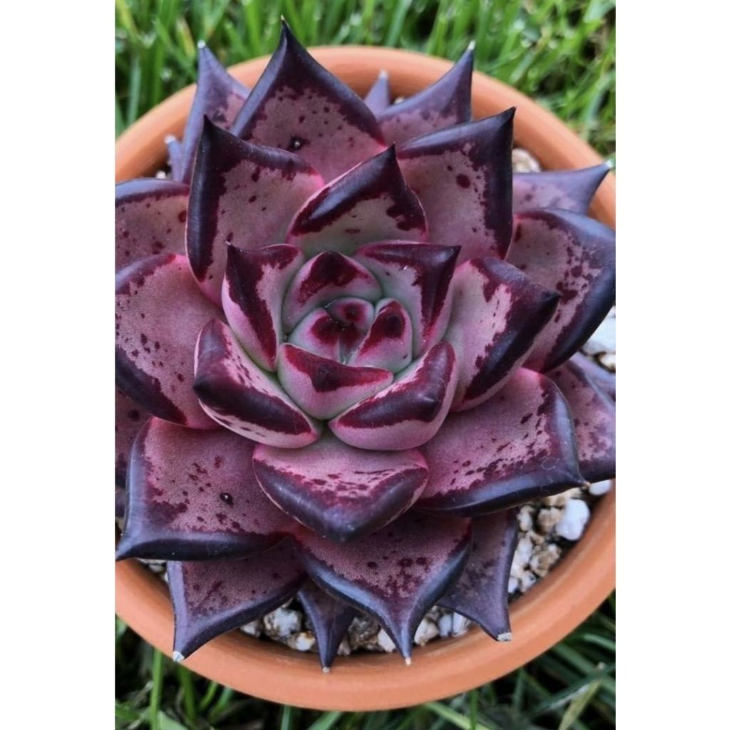 suculenta Euphorbia milii (Crown of Thorns)100 Sementes de Com Manual de cultivo I