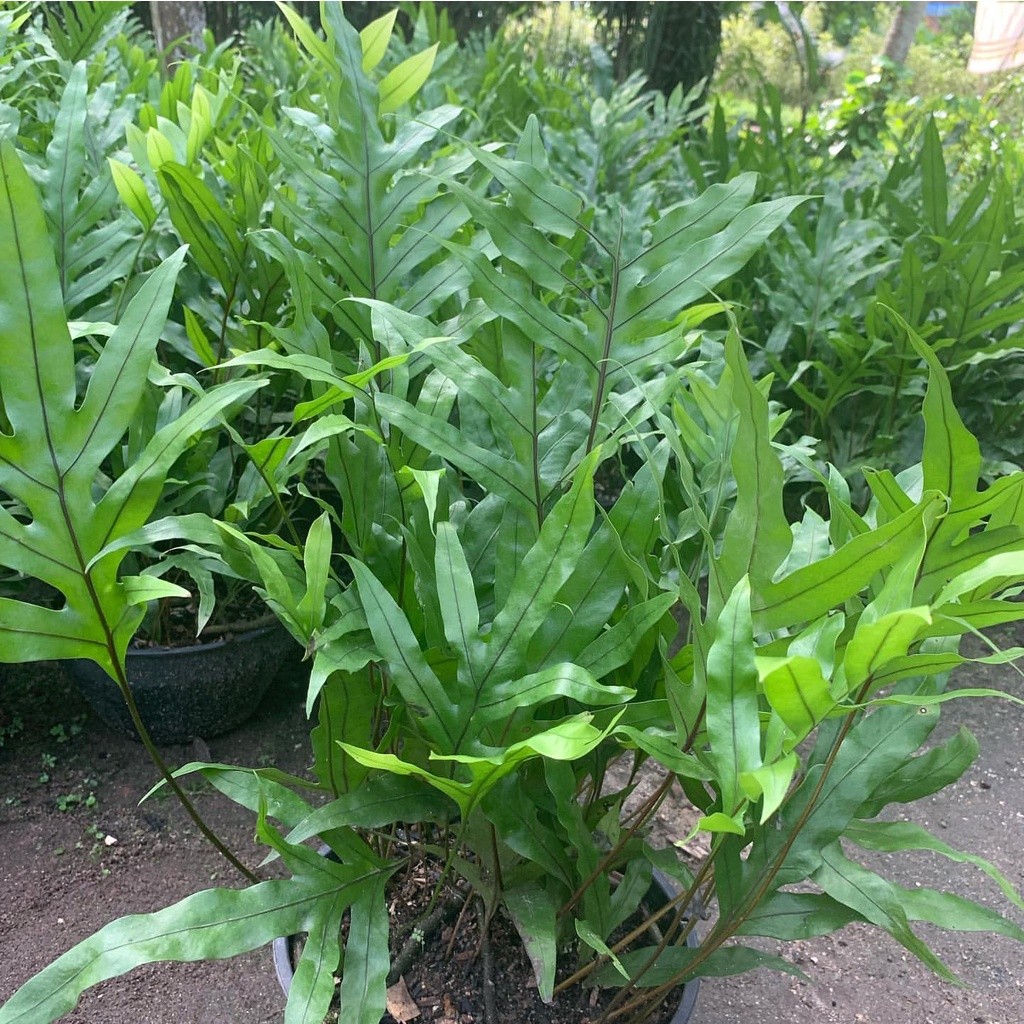 100 sements samanbaia jamaica com manual de cultivo