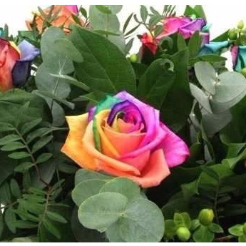 300 sementes de flor roseira colorida mas manual de plantio ll