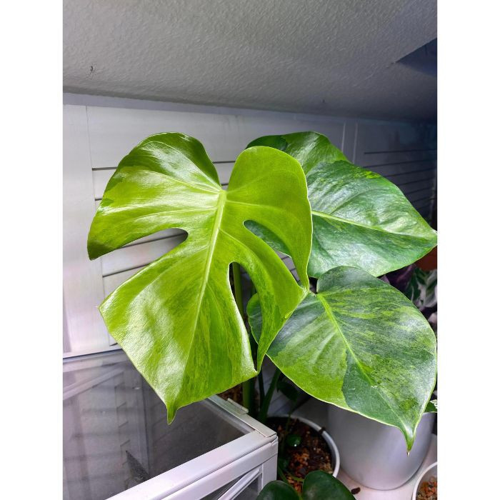 10 sements costela de adão verde variegata com manual de cultivo V V