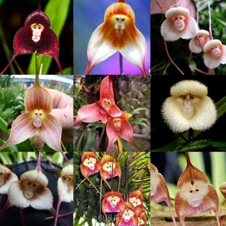 400 sements orquídea cara d macaco pra muda lI em Oferta na Shopee