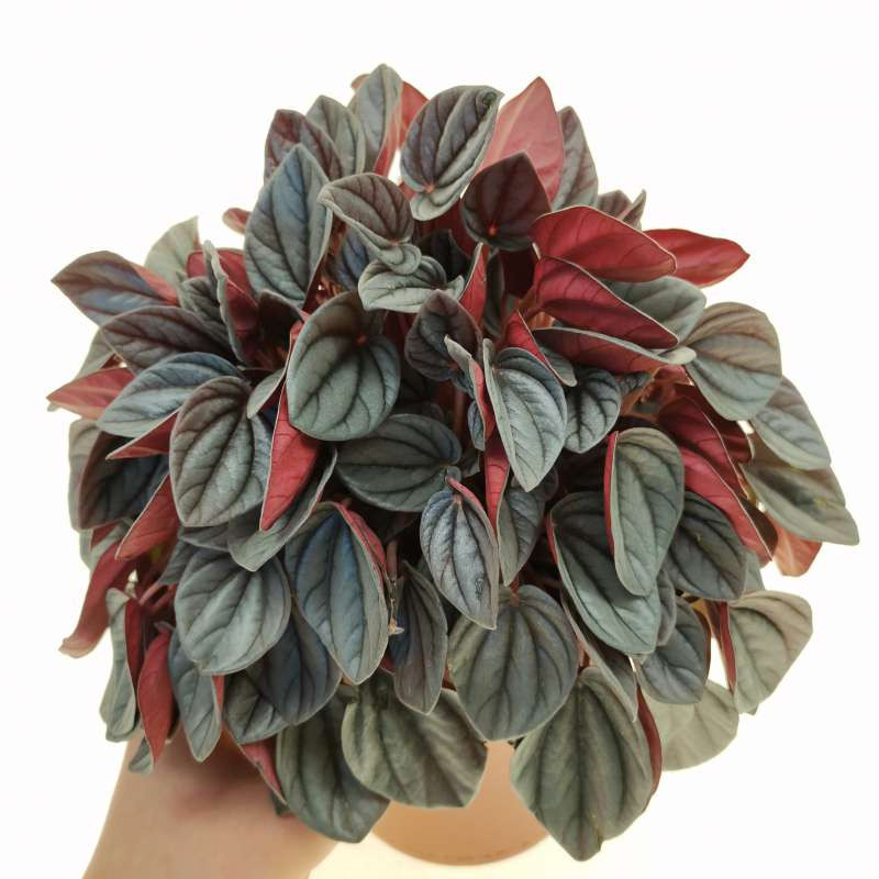 100 sements Peperomia caperata sunrise com manual de cultivo h