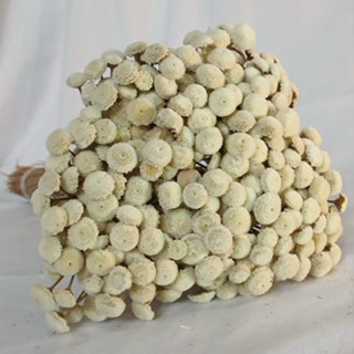 Kit com até 200 Botão Bolinha, Botão Branco, Flor Seca, Desidratada em Oferta na Shopee