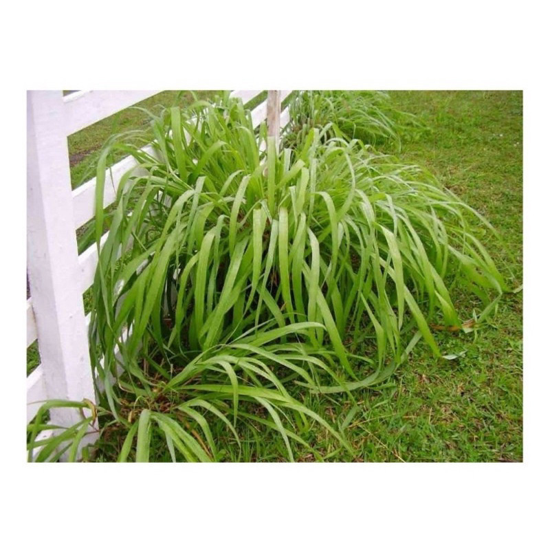 200 Sementes Citronela Repelente Do Mosquito Da Dengue Zika + Manual de Plantio ENVIO RÁPIDO III Premium — imagem 2 de 2