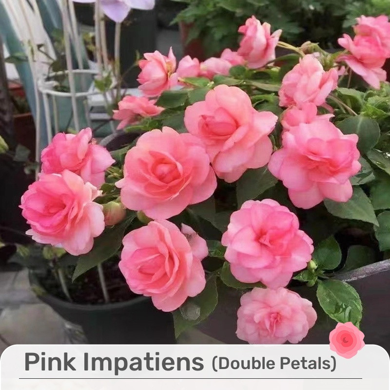 Sementes de Flor Impatiens (Beijo/ Camélia) Rosa 200/500 Unidades Raras para Jardim | Alta Germinação