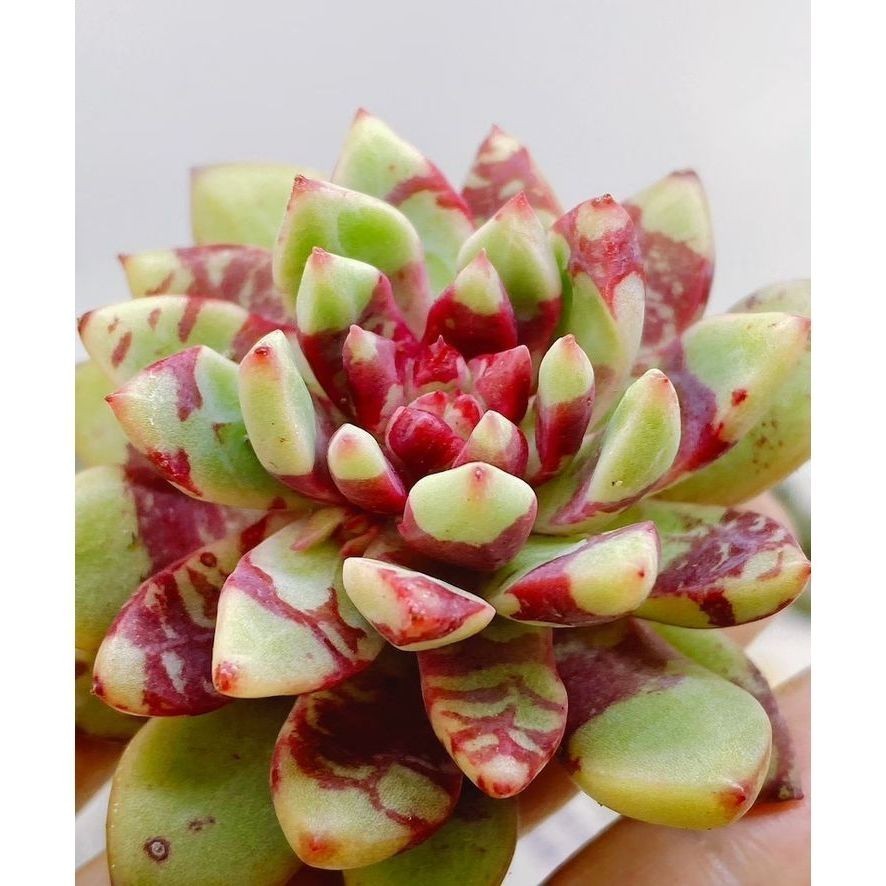 100 sementes suculenta Crassula campfire com manual de cultivo pronta entrega envio em 24h l