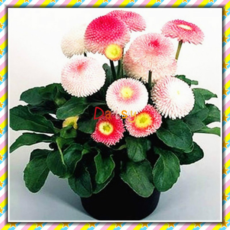 Mistura de PCS Lindo vaso de crisântemo margarida Natural 200-500 sementes flores de decoração de jardim doméstico