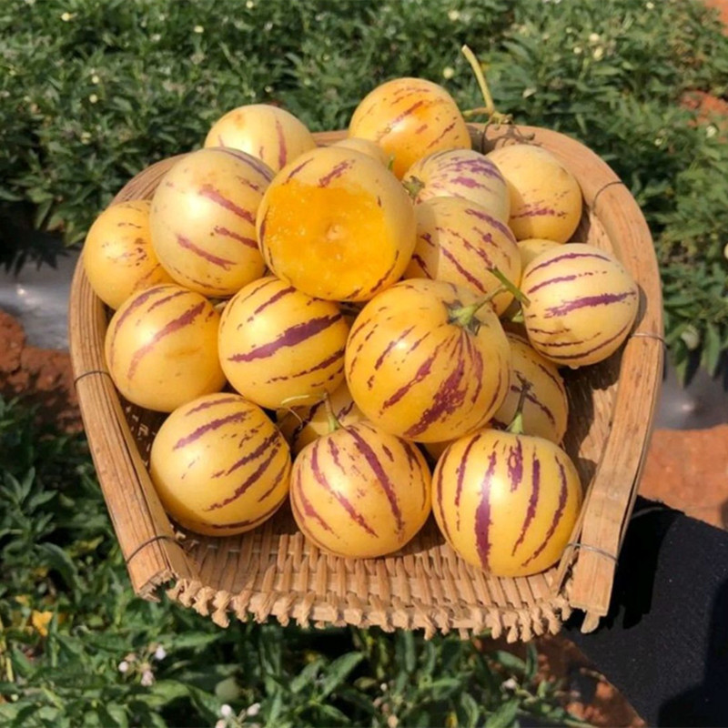 pcs/pack Pepino Doce Melão Ginseng Fruta 200 500 Sementes para Plantio de Plantas Frutíferas Ornamentais