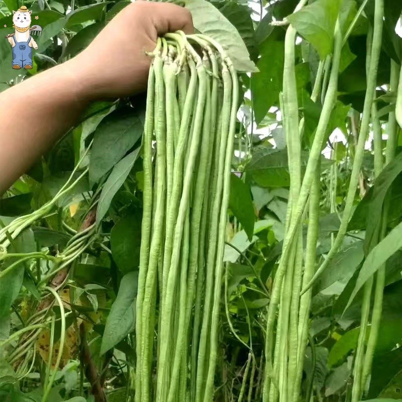 Sementes de Feijão de Metro Pole Sitaw/Sitao Condor 200 ou 500 sementes | Alta Germinação | Horta e Jardim
