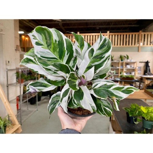 100 sements  maranta White Fusion com manual de cultivo