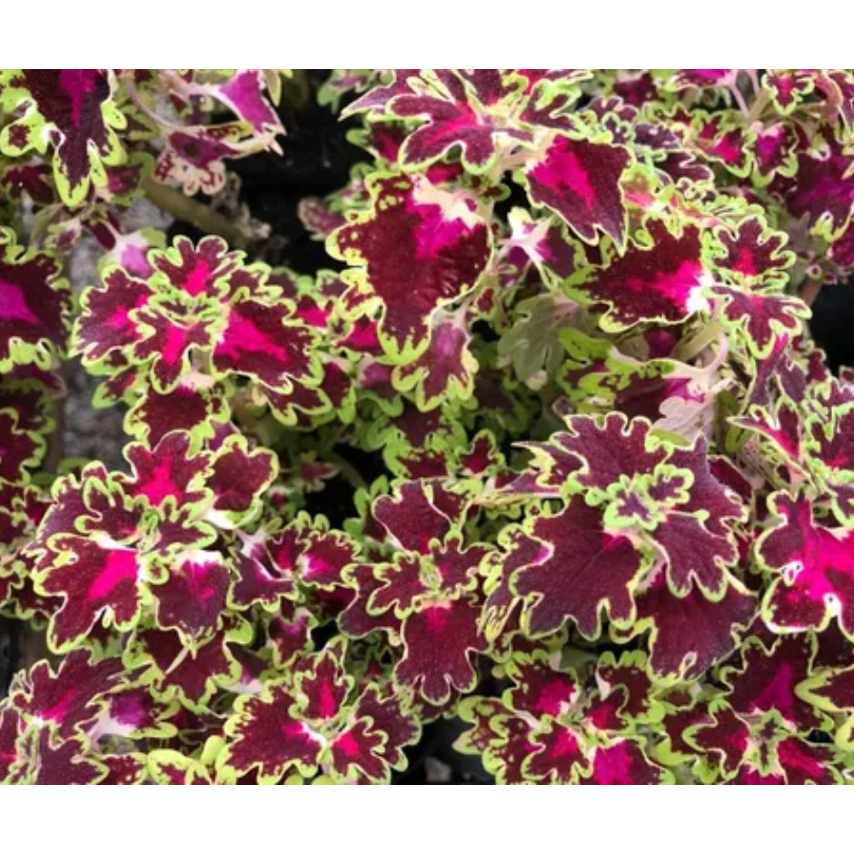300 Sementes De Folhagem Coleus - Cores Sortidas Il