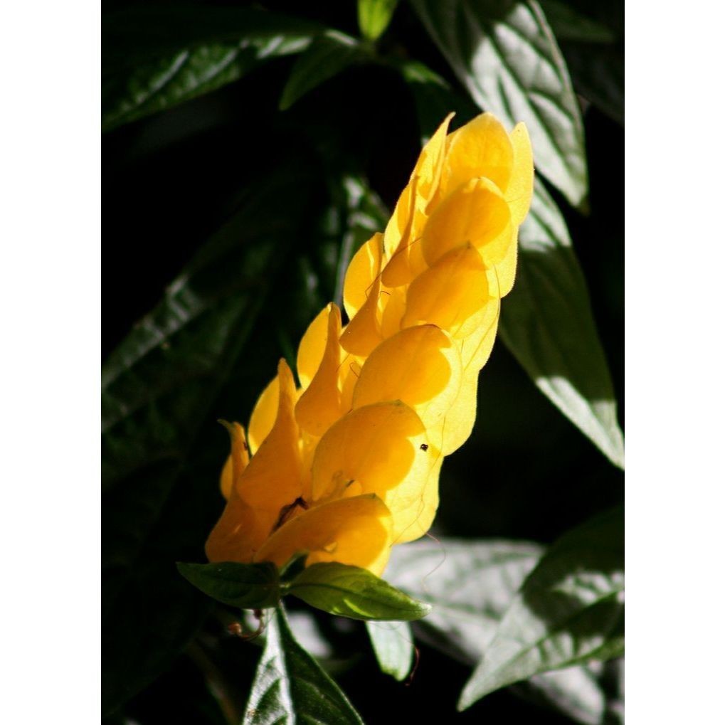 100 sementes camarao amarelo com manual de cultivo pronta entrega envio em 24h I em Oferta na Shopee