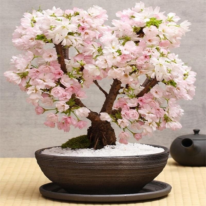 pcs Bonsai Sakura 200 500 Sementes Flores Decoração de Jardim em Casa, Quintal, Varanda Plantas à Venda em Oferta na Shopee