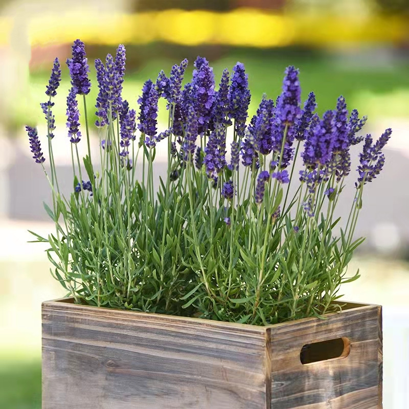 200 500 Sementes de Lavanda Perfumada para Plantio de Plantas Sementes de Flores Sementes de Lavanda para Jardinagem