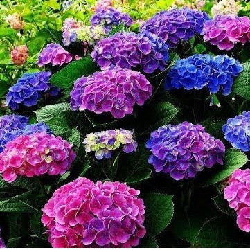 400 sements cores sortidas HORTÊNCIA Hydrangea macrophylla pra fazer muda lI