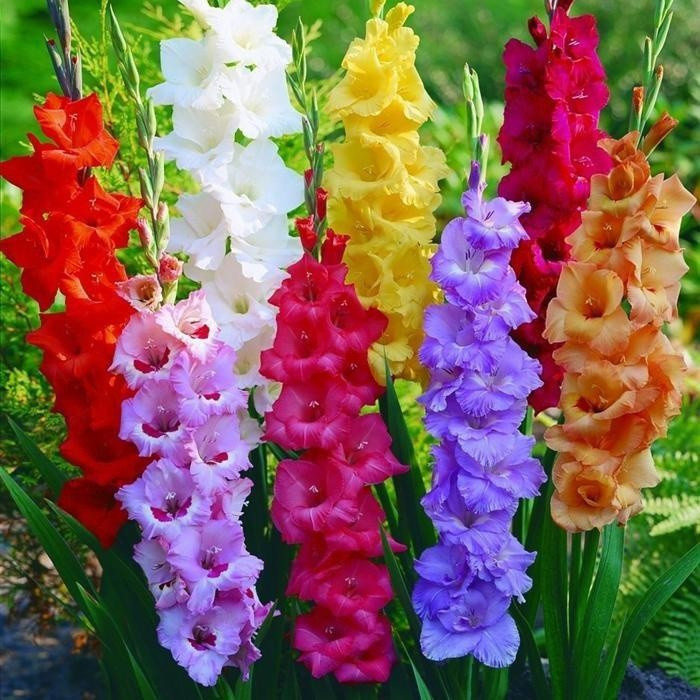 Bulbos de Gladiolus: Onde Comprar | BuscaProdutos