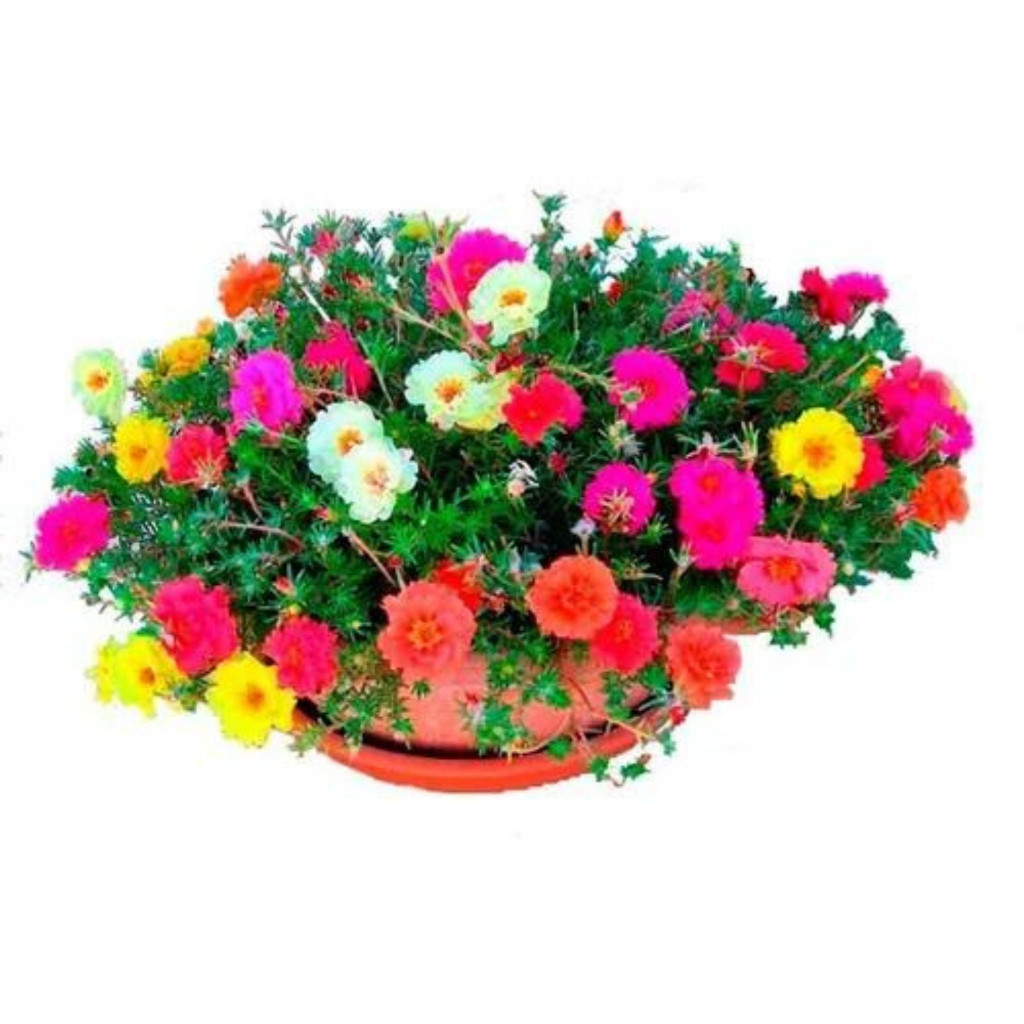 5.000 Sements DE Flor Onze Horas Portulaca Cores sortidas - ONZE HORAS /5000/pra fazer plantas lI