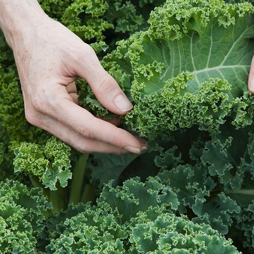 Pcs Sementes de Vegetais de Couve Verde Orgânica200 500seeds em Oferta na Shopee