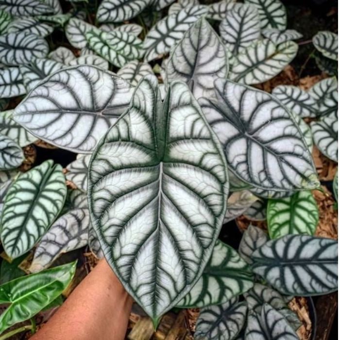 100 sements caladio pulmao de aço com manual de cultivo h