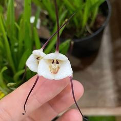 100 Sements de Orquídea Drácula lotax (Cara de Macaco) hs