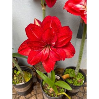 Lirio Vermelho Indiano (Lilium indicum)100 Sementes de Com Manual de cultivo l