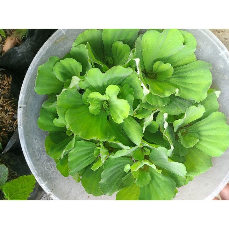 200 x 500 sementes, adequadas para alface aquática viva de aquário