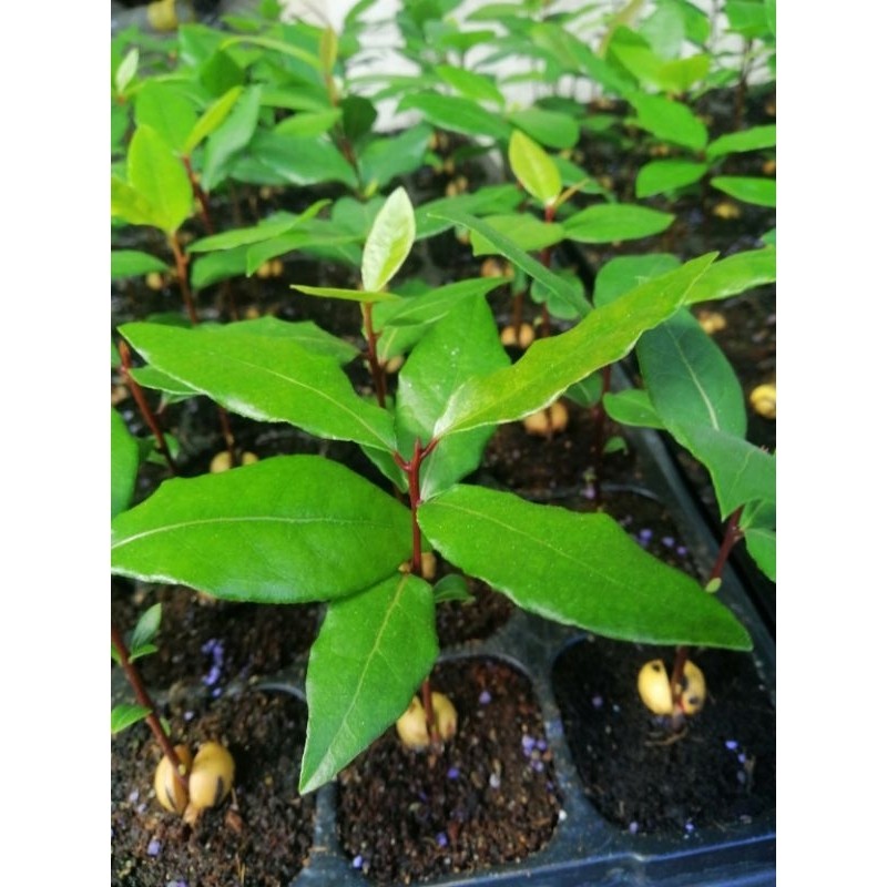 Planta de louro de  polegadas com  sementes 200 500seeds em Oferta na Shopee