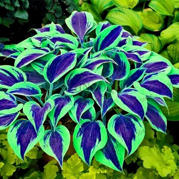 Sementes de Begônia 200-500 Unid | Flor Ornamental p/ Jardim e Vasos | Planta para Casa | Fácil Cultivo